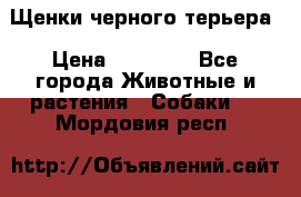 Щенки черного терьера › Цена ­ 35 000 - Все города Животные и растения » Собаки   . Мордовия респ.